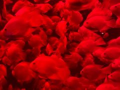 -太平洋海底世界