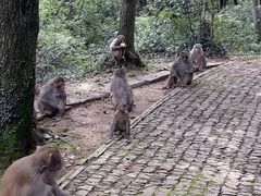 -苏州上方山国家森林公园