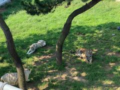 -西霞口神雕山野生动物世界