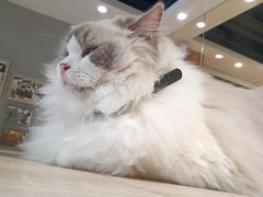 -藏猫猫咖啡主题馆(中央大道店)