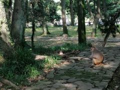 -苏州上方山国家森林公园