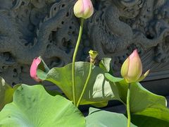 -挂甲禅寺