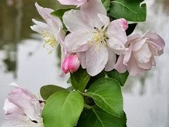 -海棠花溪(元大都城垣遗址公园)