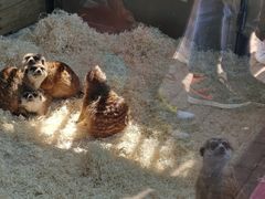 -大连森林动物园