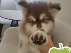 -Let's go狗咖·猫咖·奶狗·桌游(春熙路IFS店)