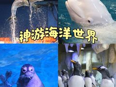 -威海华夏城景区