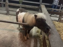 -清迈夜间动物园