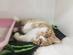 -瑞派·关忠动物医院·异宠专科·犬猫肿瘤·皮肤专科(望京店)