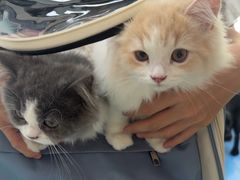 -天使宠物医院·犬猫分诊(彩虹店)