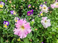 -广州白江湖森林公园