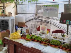 -马陆小张葡萄园农家乐