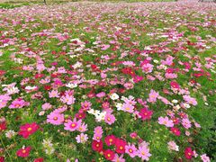 -径山花海