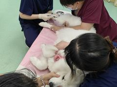-北京观赏动物医院·24小时大型综合·猫专科·异宠专科