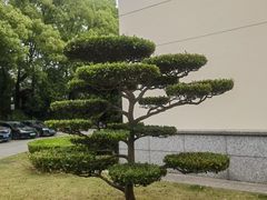 -上海虹桥迎宾馆