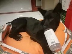 -宠福鑫康馨动物医院·骨科·眼科