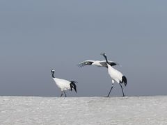 -黑龙江扎龙生态旅游区