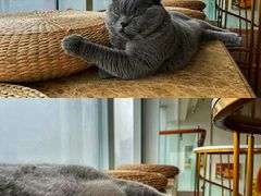 -Catmate·猫肥家润(金润铂宫店)