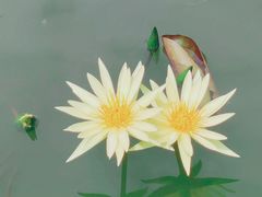 -国家植物园南园