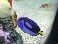 -瑞普利水族馆