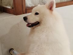 -共舞时光猫咖·狗咖(新街口店)