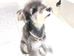 -momokira米努特·德文卷毛猫·棉花面纱犬