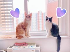 -猫大福·Fortune Cat猫舍(百子湾店)