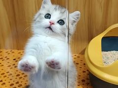 -欣宠猫屋·矮脚拿破仑·蓝金金渐层