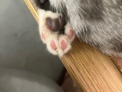 -纳吉亚猫专科动物医院博雅分院