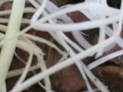 酱爆牛舌-曾牛肉