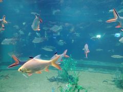 -芜湖新华联大白鲸海洋公园