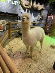 -Zoolung Zoolung动物主题公园(海信广场店)