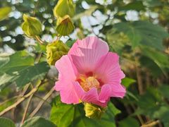 -合肥滨湖国家森林公园