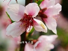 -南汇桃花村