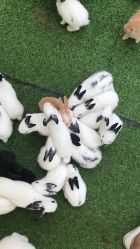 -萌宠亲子动物乐园(槐房万达店)