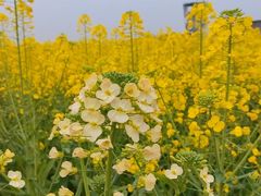 -中国天府农业博览园