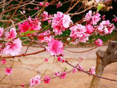 -南国桃园旅游度假区