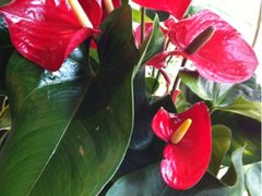 -静岸花卉园艺(三星坊店)