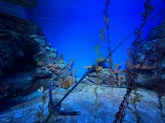 -上海海洋水族馆