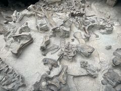 -自贡恐龙博物馆