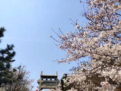 -樱花山风景区