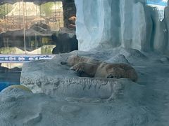 -珠海横琴长隆《卡卡虎奇遇记》