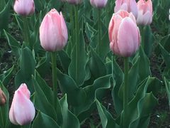 -长春公园(普阳街道)