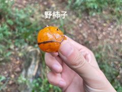 -老山国家森林公园