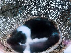 -飞行喵MR PILOT|猫舍·猫咖(静安大融城店)