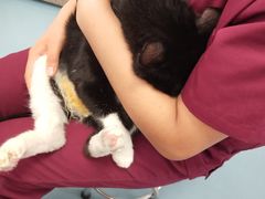 -芭比堂动物医院·犬猫全科·异宠专科(雁塔分院)