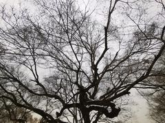 -北陵公园