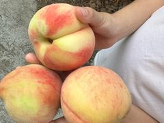 -南汇新场正宗水蜜桃采摘