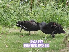 -荷兰花海