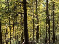 -苏木山森林公园