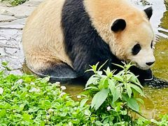-卧龙中华大熊猫苑神树坪基地